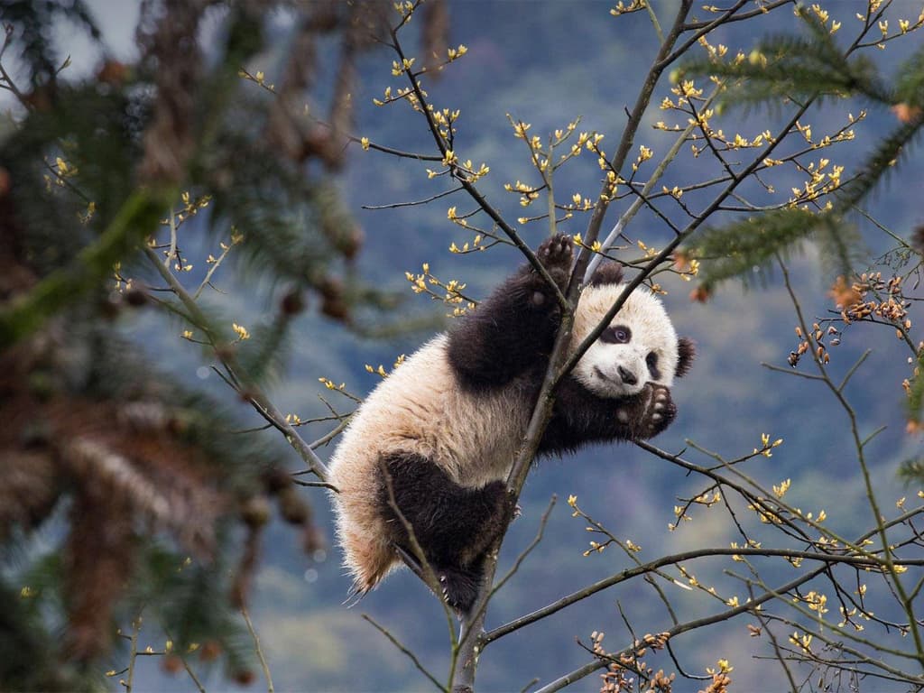 WordPress开源主题iFalse