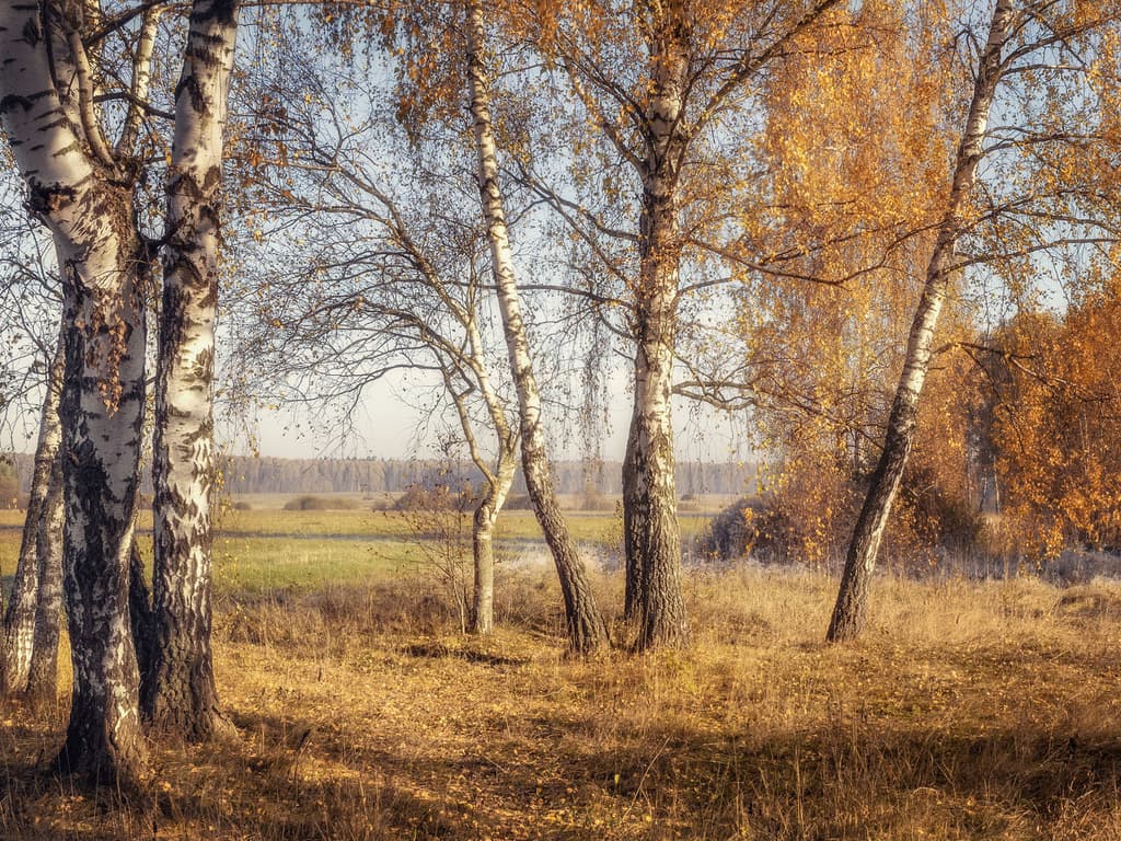 iconfont图标使用指南