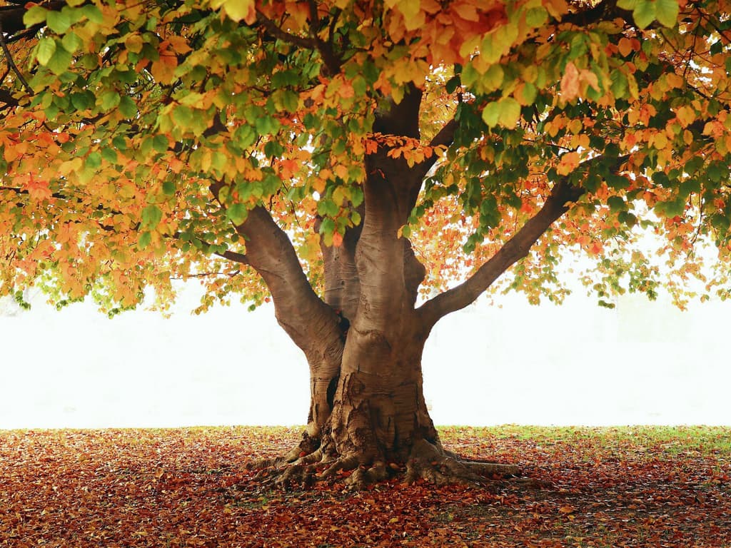给，你的在线小霸王！